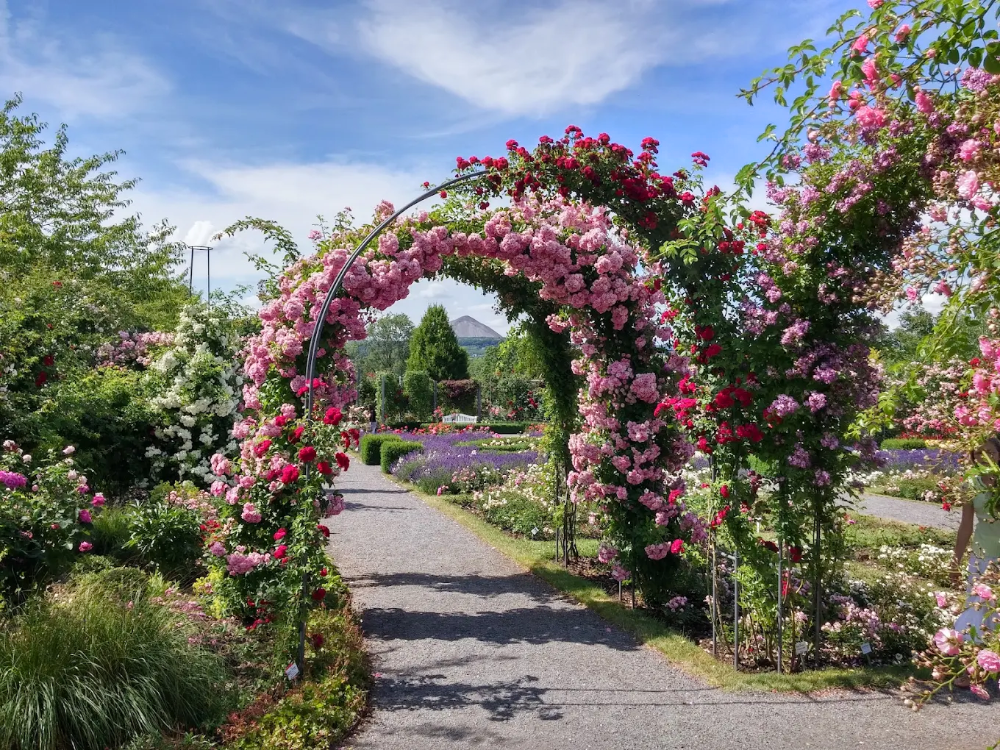 Europe Rosarium Sangerhausen: en farverig dagstur under din ferie i Harzen