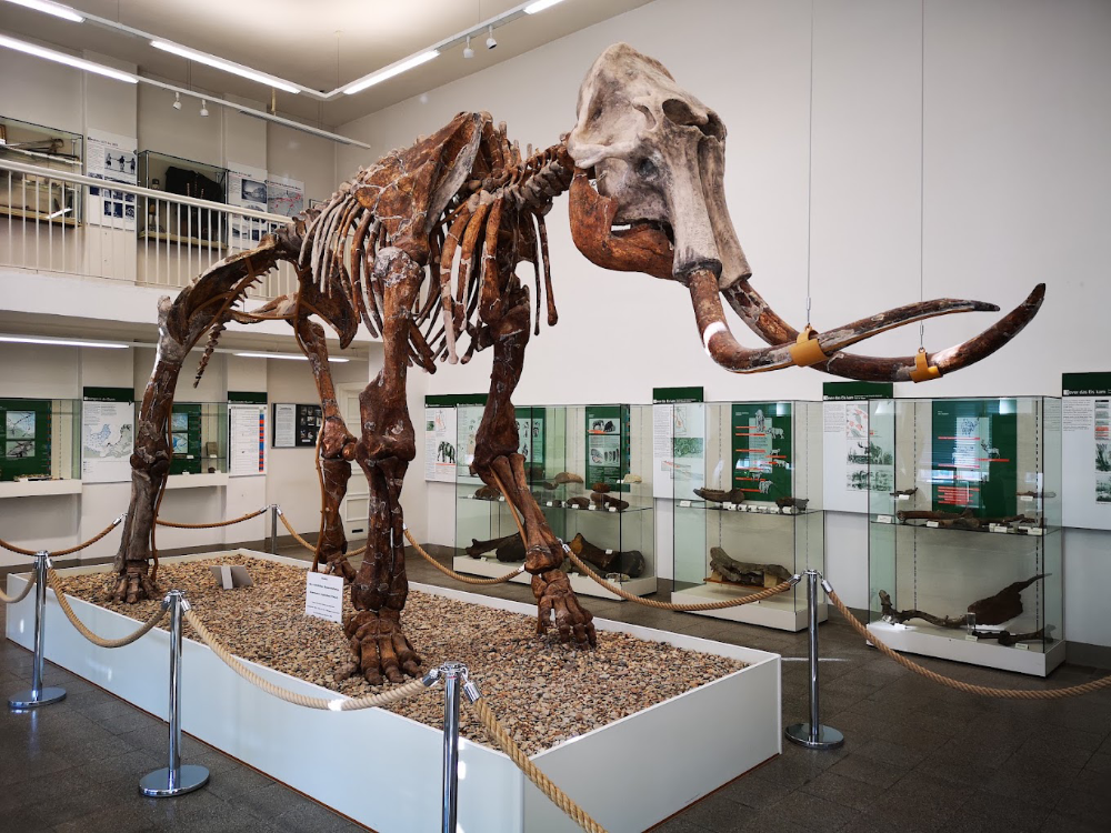 Spengler Museum